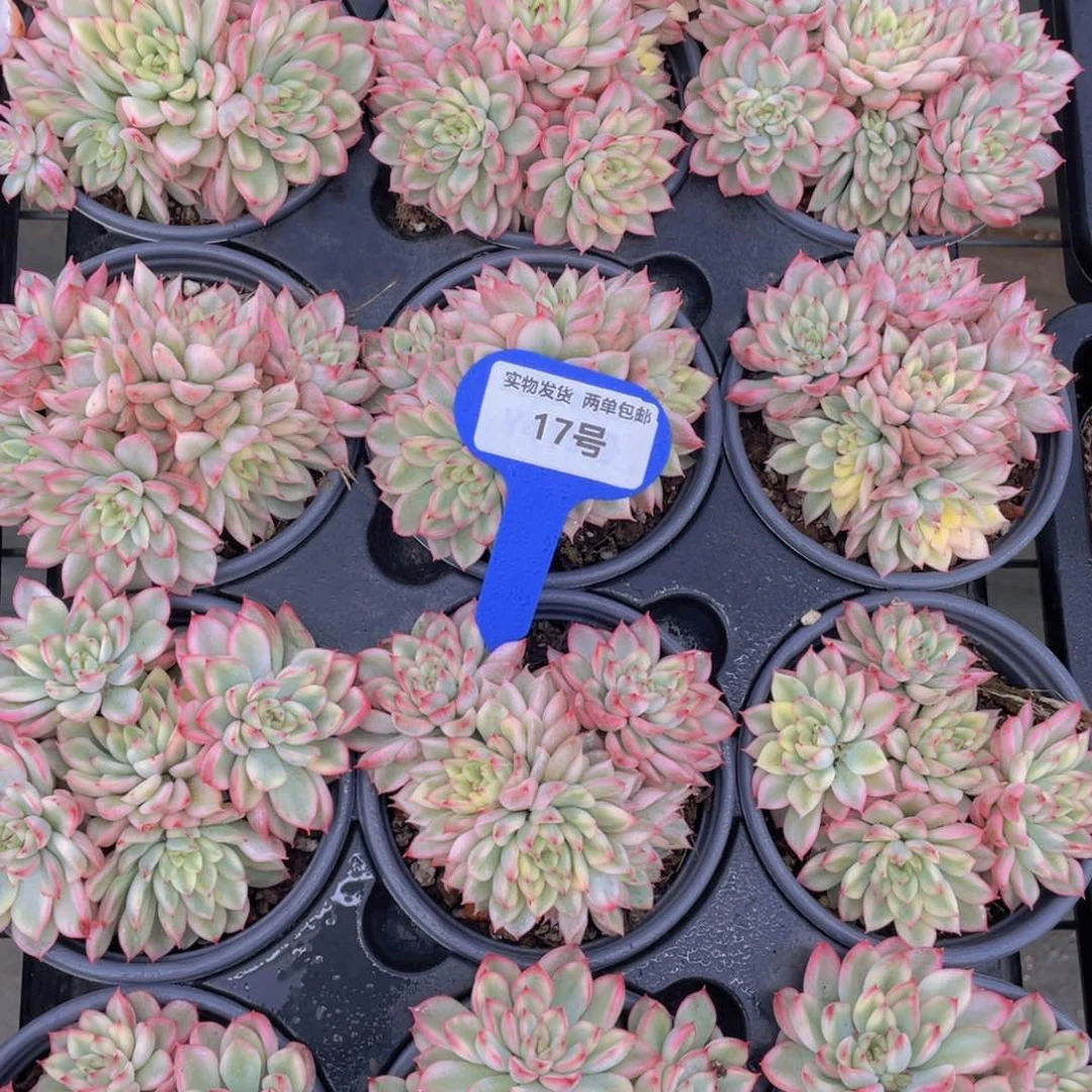 17号七彩女雏锦群生一个