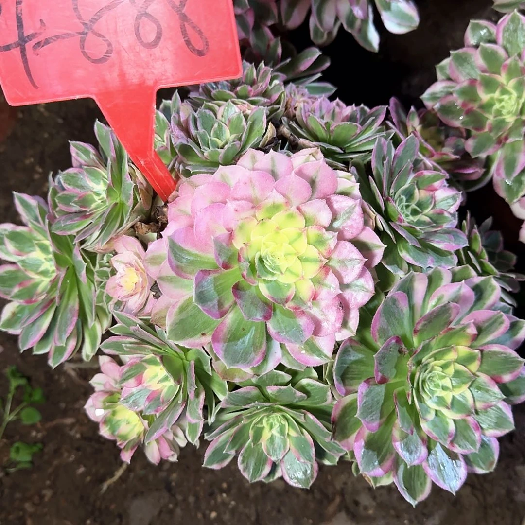 4-888还海王多肉法师