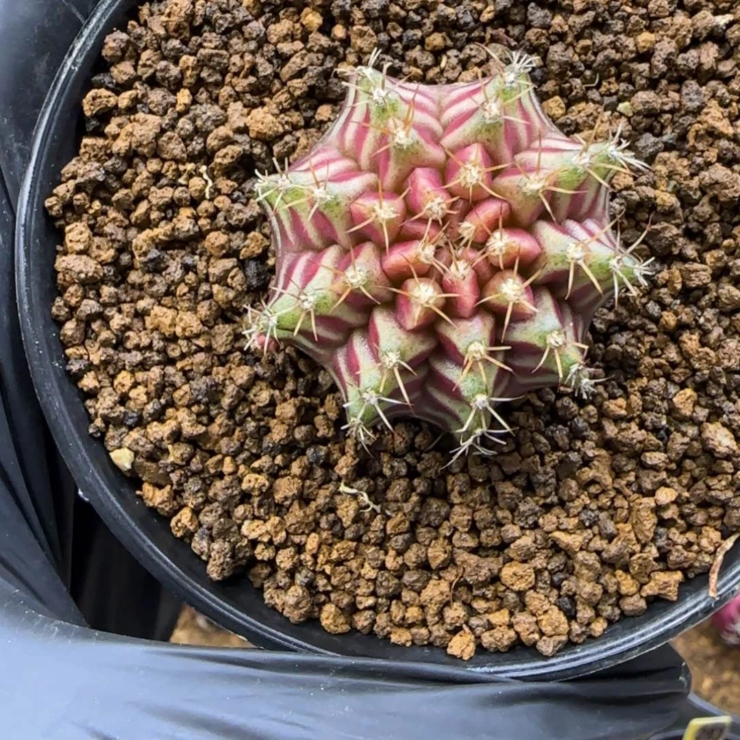 泰系名品侧芽Red. Star