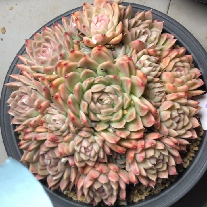 静*肉28////////////////