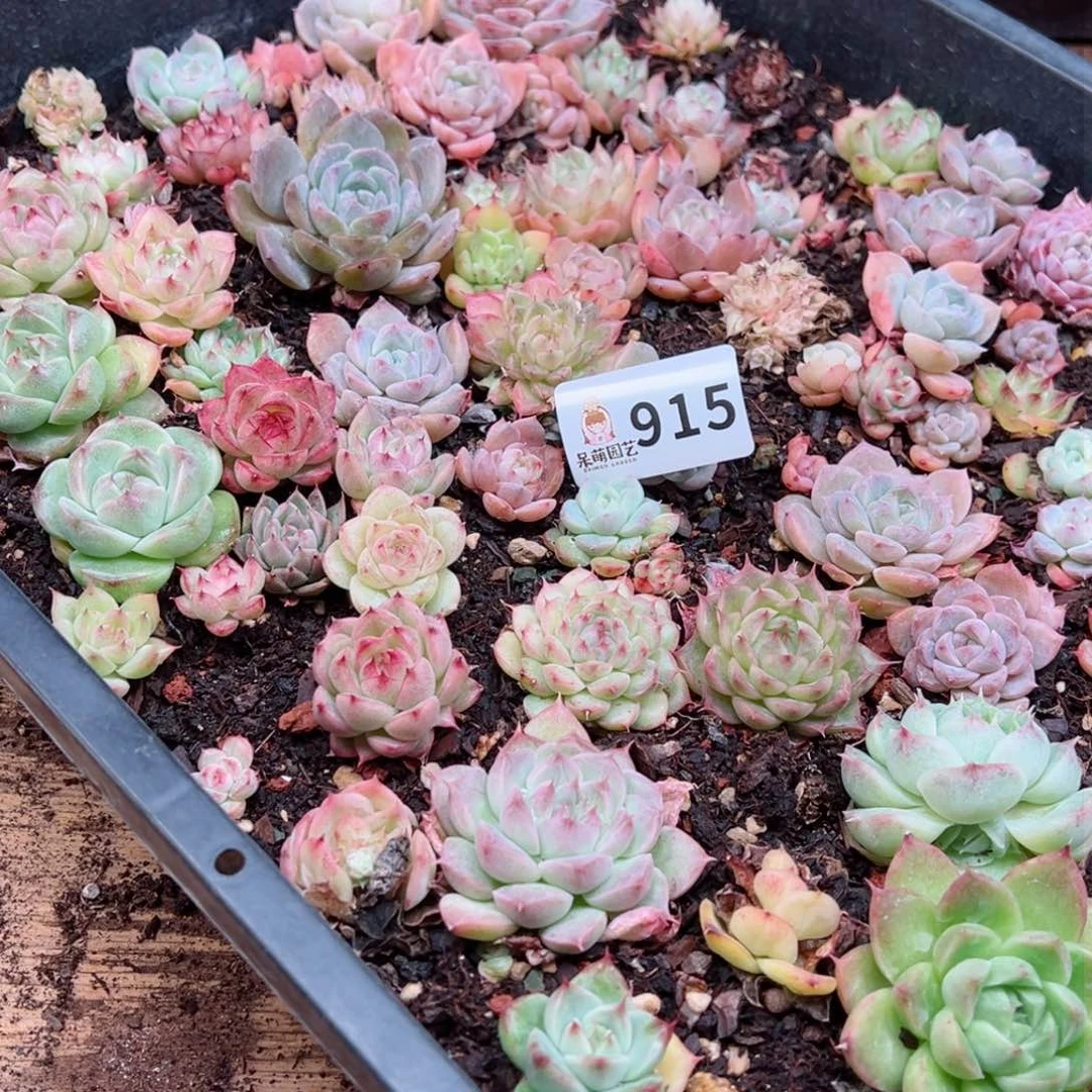 多肉植物多肉植物