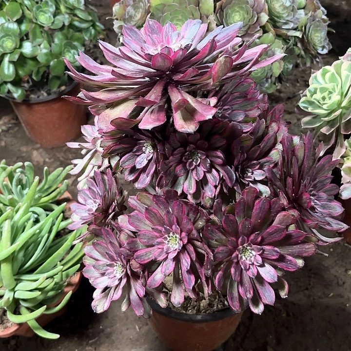 多肉植物法师紫霞仙子59