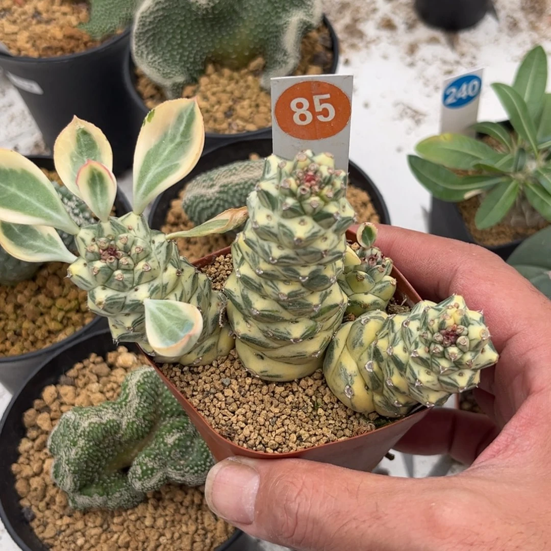 85将军阁锦带盆带土发货