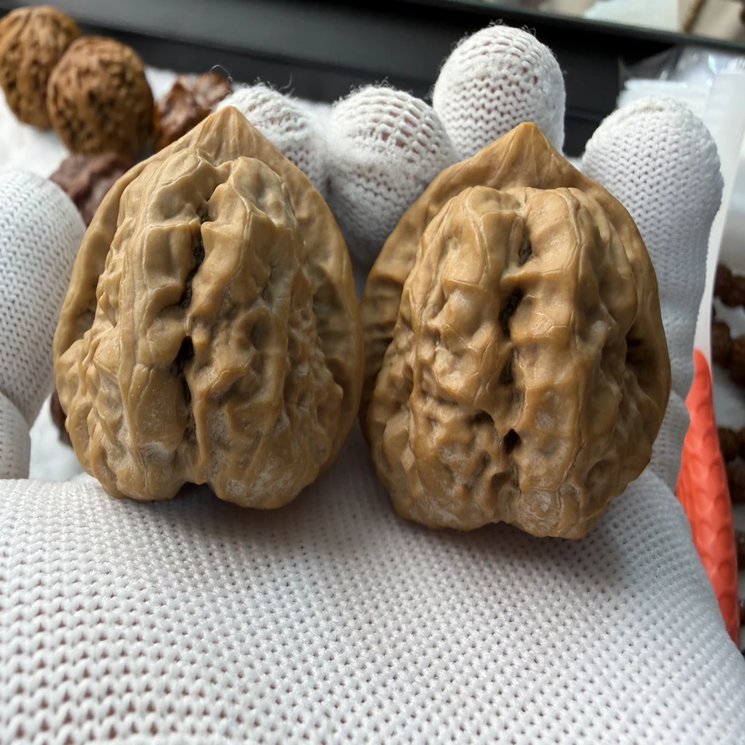 2025年老树头茬对，不打药山地果皮质骨质到顶，41边44肚三角箭毒蛙