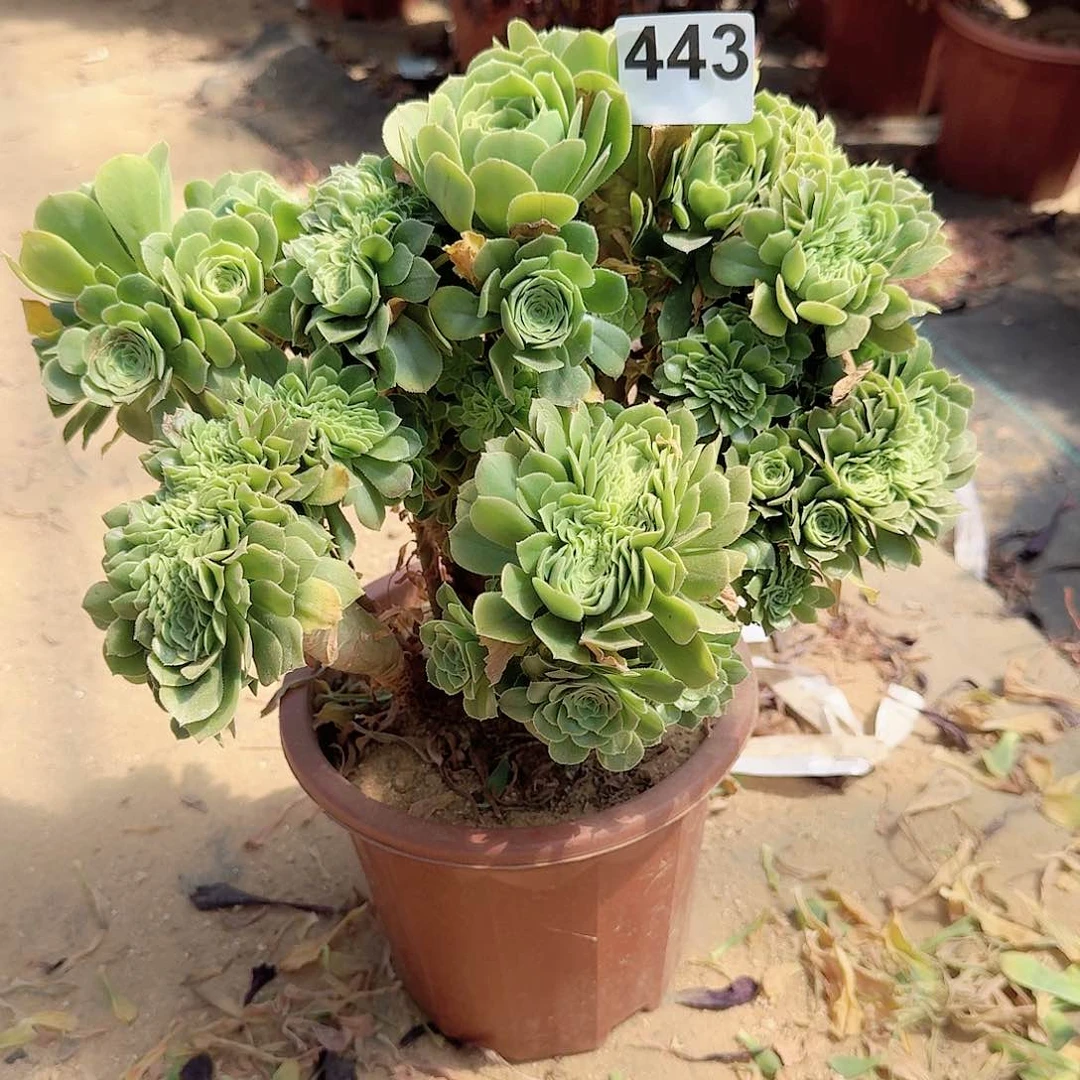 443绿缀一颗呀呀