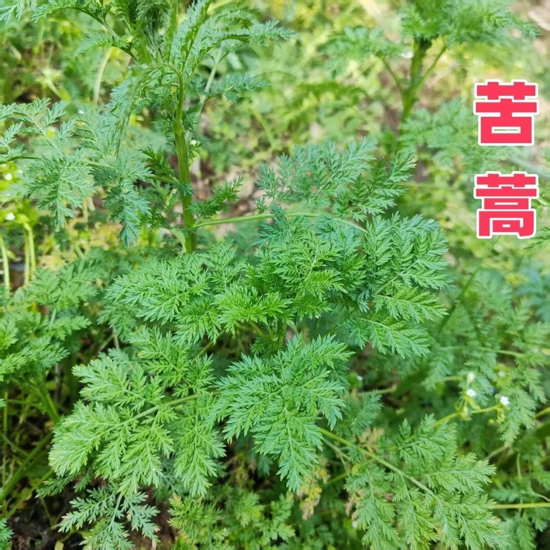泸州正宗野生细叶青蒿新鲜苦蒿泡茶整颗现摘现香蒿下火植物农产品