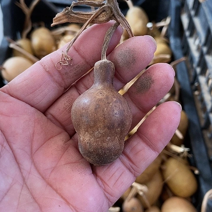 三*d h di fhs vd f f