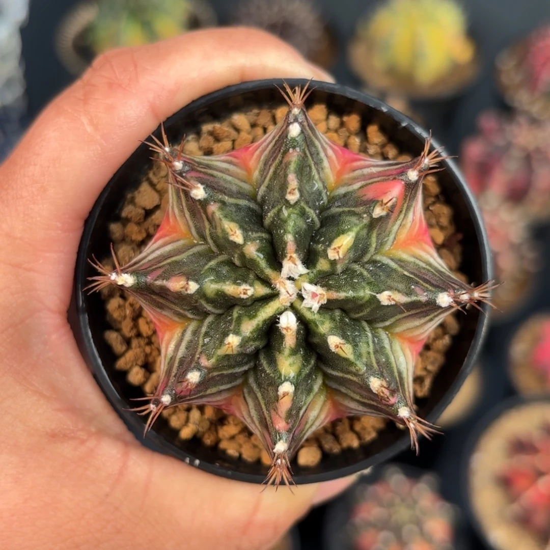 泰系米哈实生仙人球5号