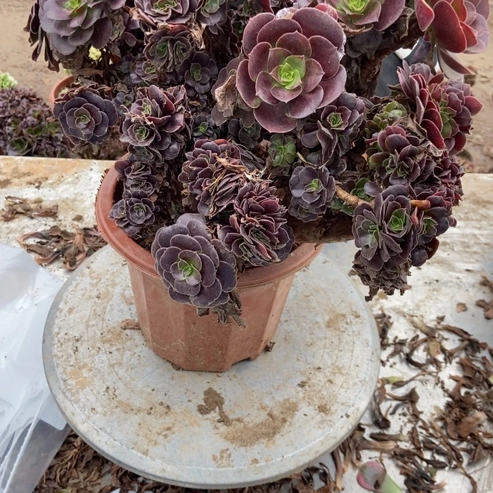 梧***T488欧紫欧紫欧紫欧我哈欧紫