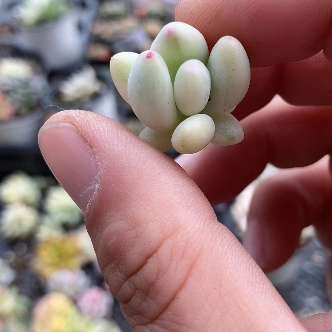 559三日月美人锦多肉植物