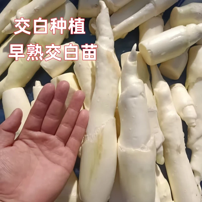 早熟交白苗早熟高瓜苗双季苗茭瓜苗高笋苗种苗水生蔬菜种植高瓜苗