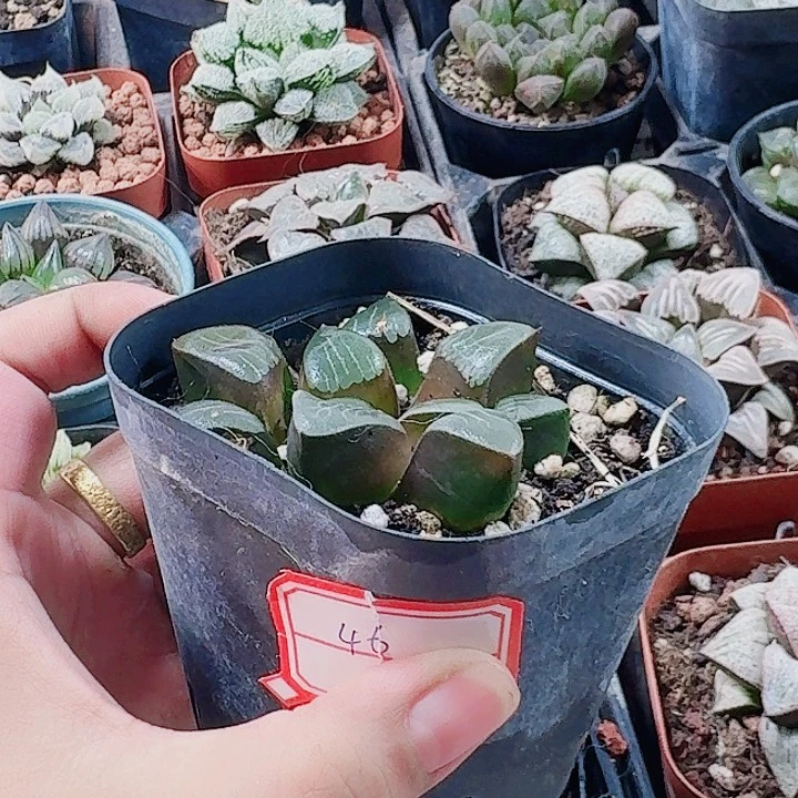浅***࿐无花朵十二卷 实生手福利