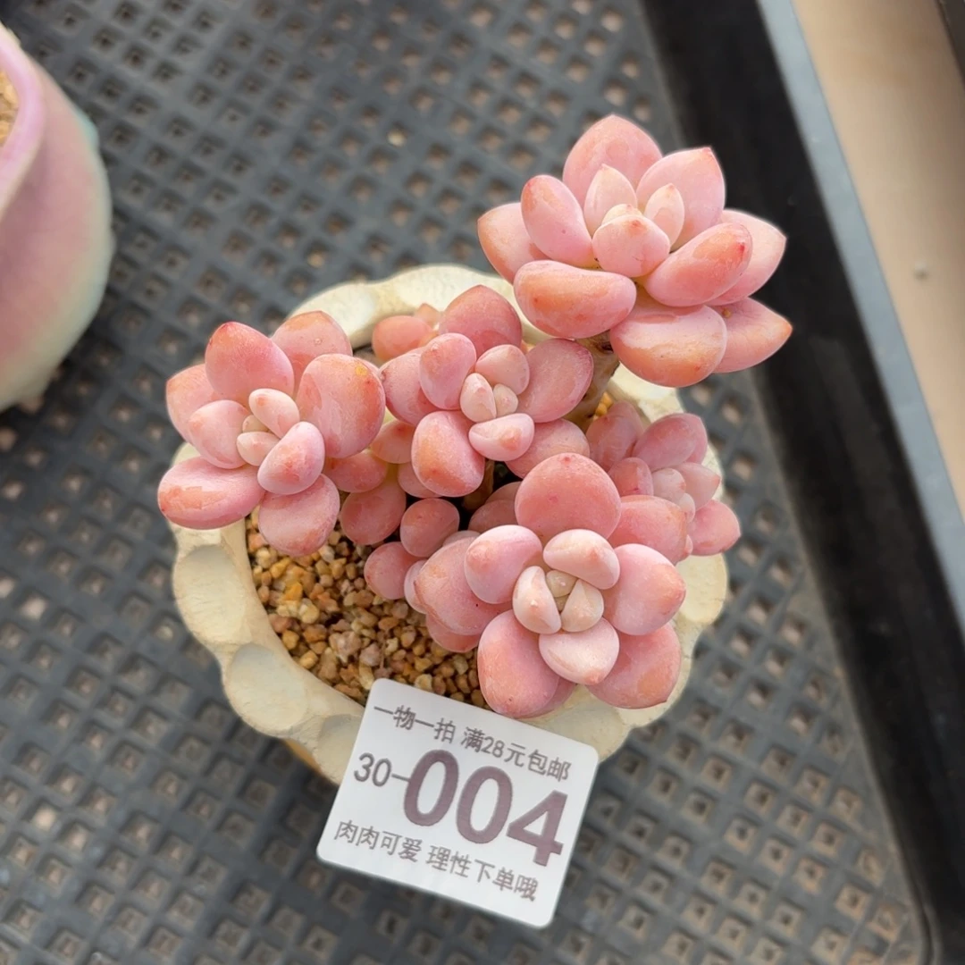 樱花洛神无盆土发货