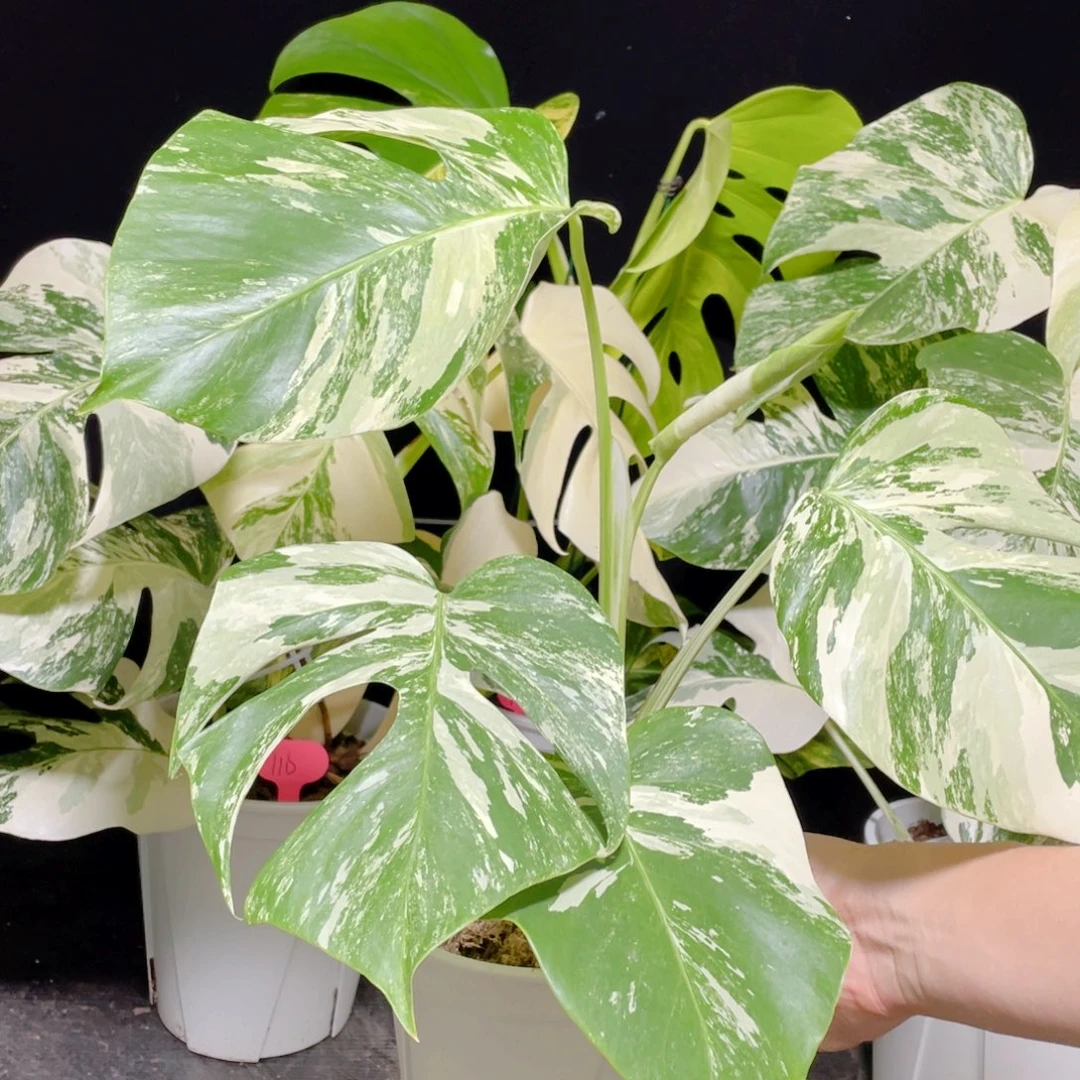 米***豆完全开放003白龟不包蕉叶和叶损