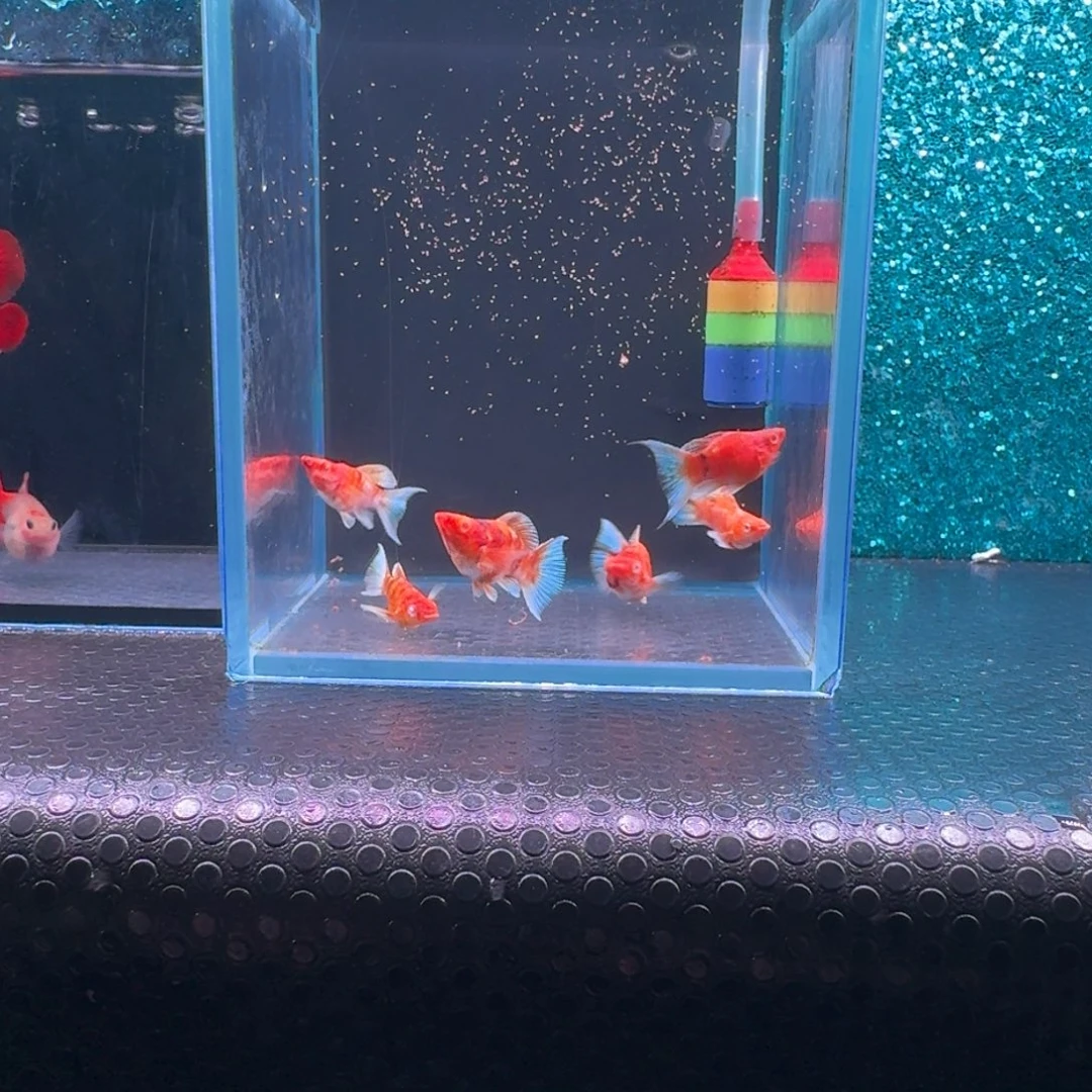 黑玛丽鱼598号玛丽6条