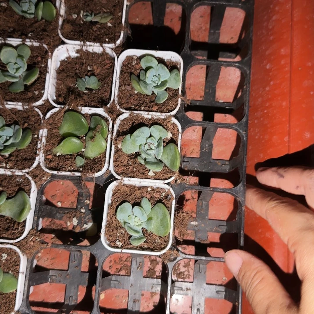 财富4中盆一个满25包邮