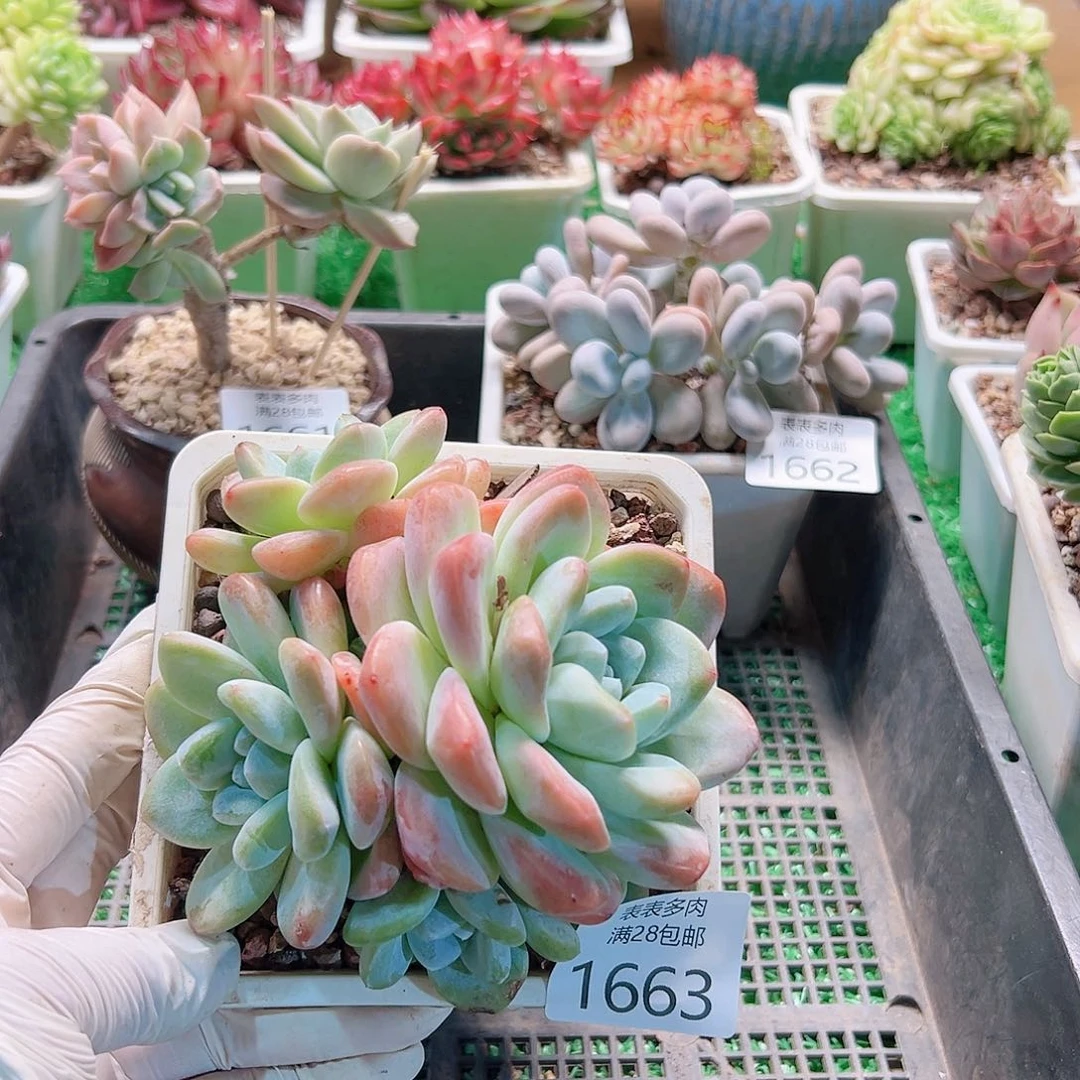 多肉一物一拍植物1663