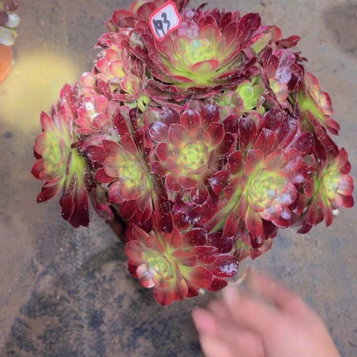 一物一拍安娜法师193