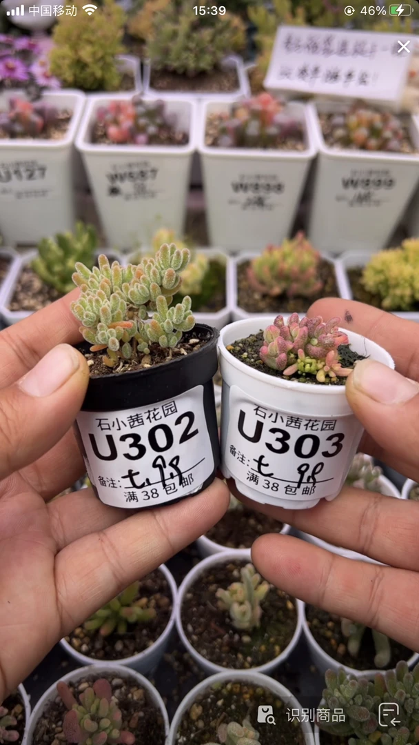 七-红宝石锦冰晶-多肉植物枝干番杏