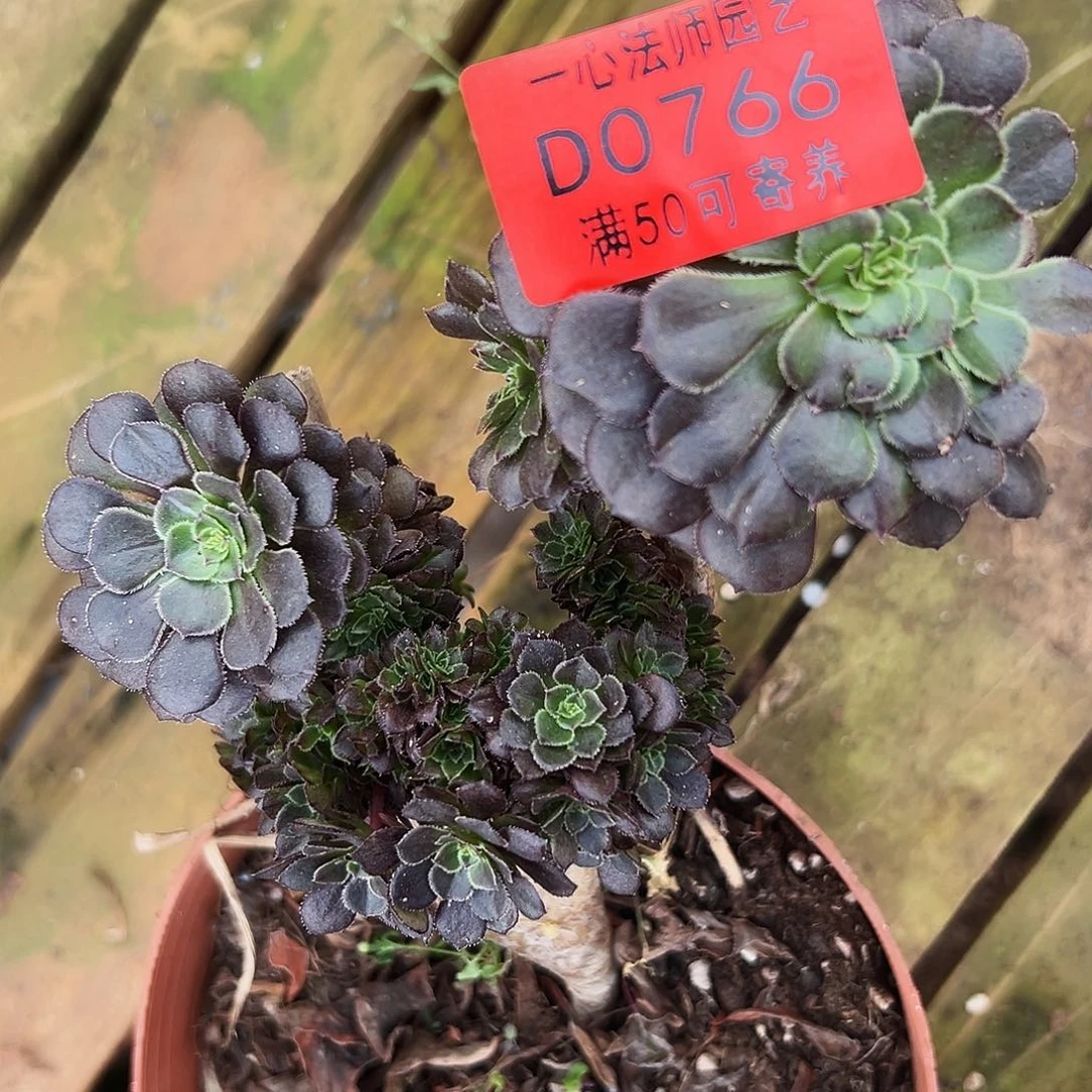 多肉植物多肉植物0766