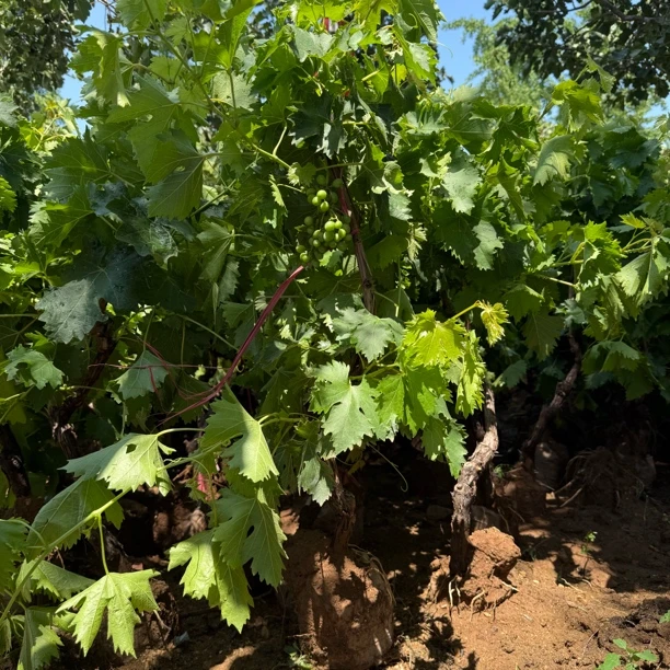 【一物一拍】精品葡萄树苗庭院阳台盆栽地栽果树南北方种植耐寒耐热