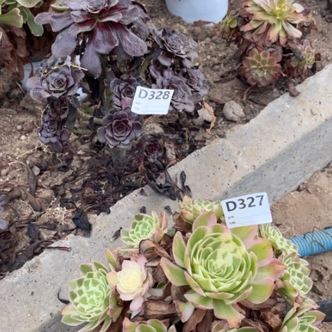 春***天多肉植物海王墨法