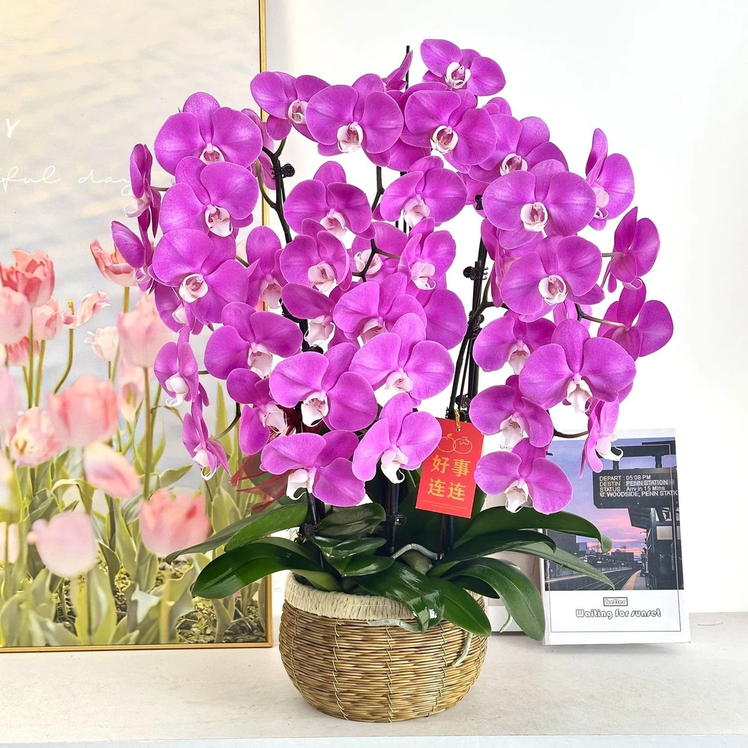 素心蝴蝶兰 2花剑发货不带花四季好养护绿植叶大花型
