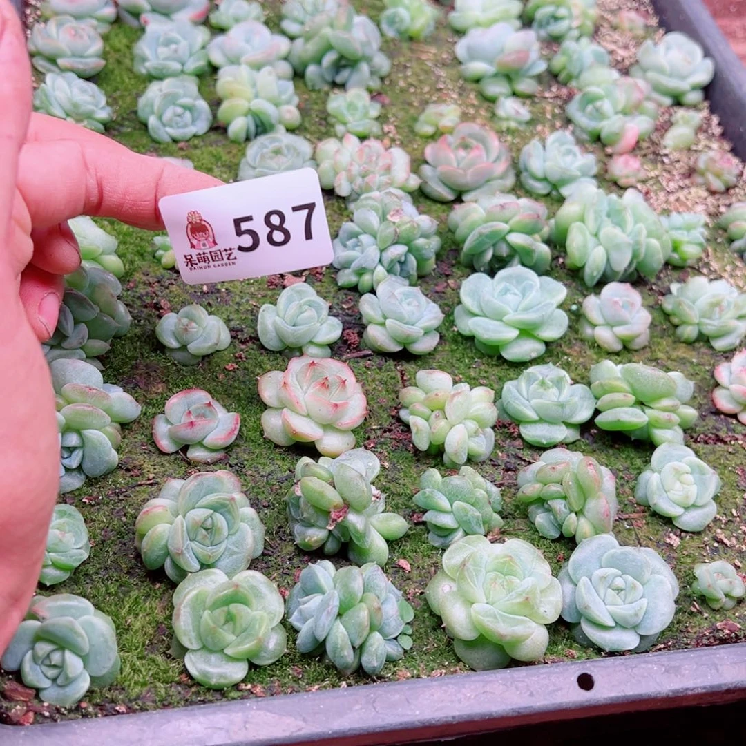 l***笑多肉植物多肉植物