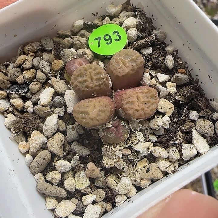 烧麦一群多肉带盆793