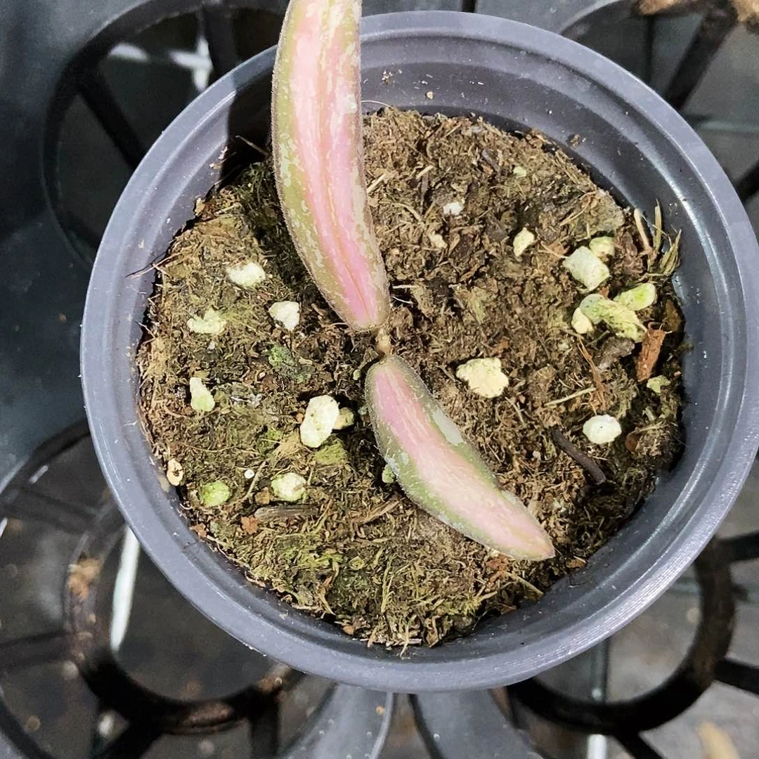 完全开放斑印内锦球兰190