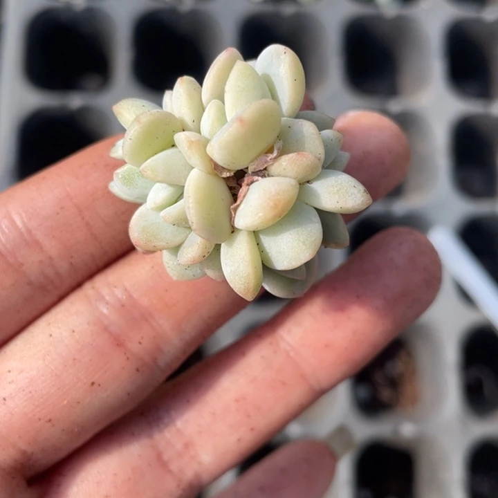 錦*锦烟专拍冰玉7头