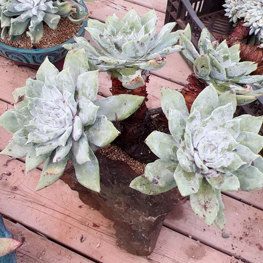 2844牡丹苹果叶仙女杯