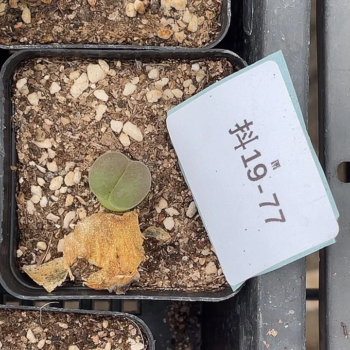 逗***逗19-77肉锥多肉植物