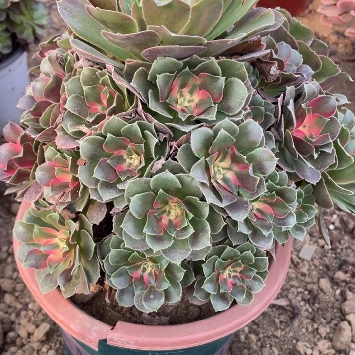 无花朵062多肉植物香妃