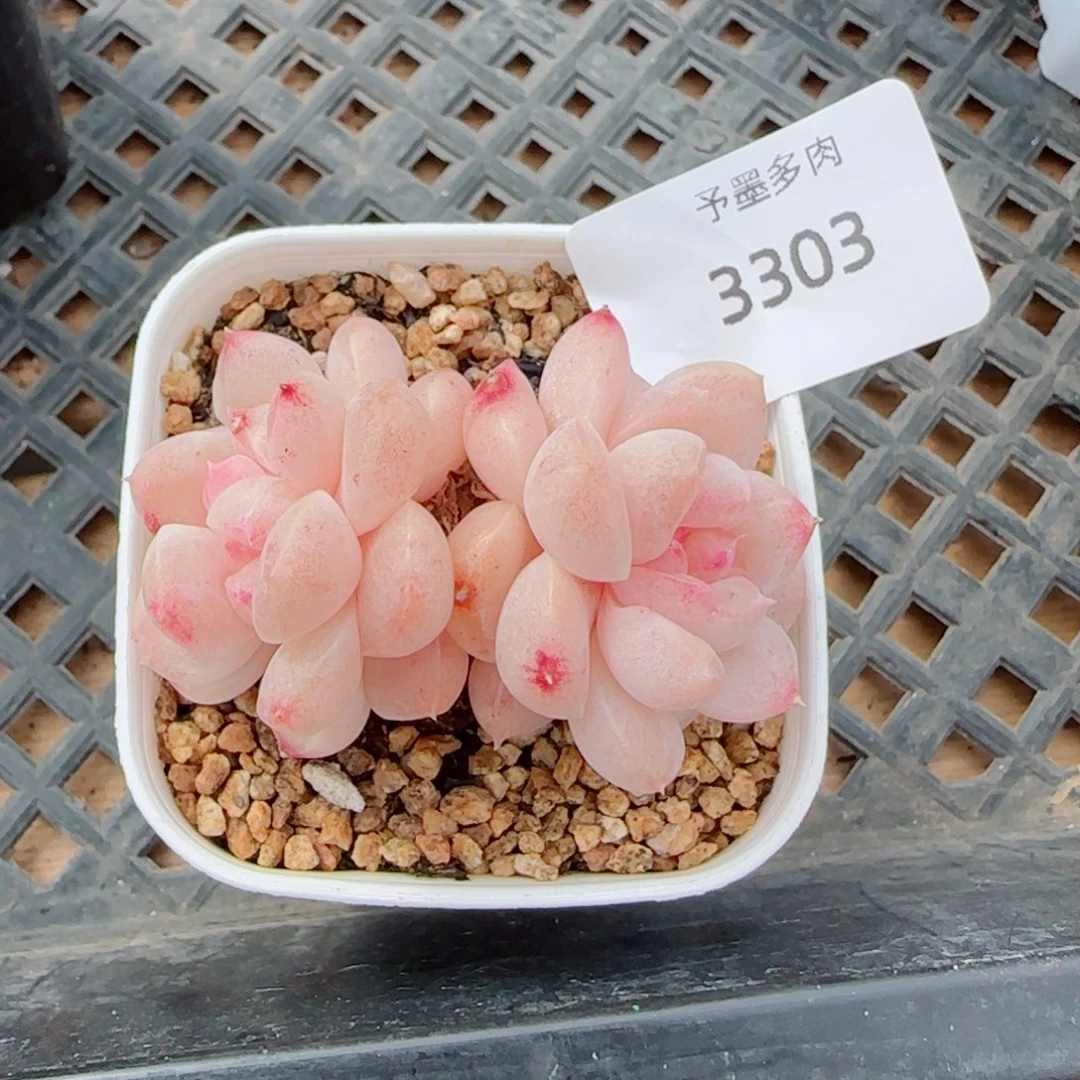 卢***余雪糕石化，3303多肉植物