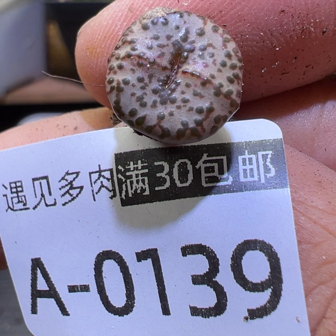 多肉植物1111111111111