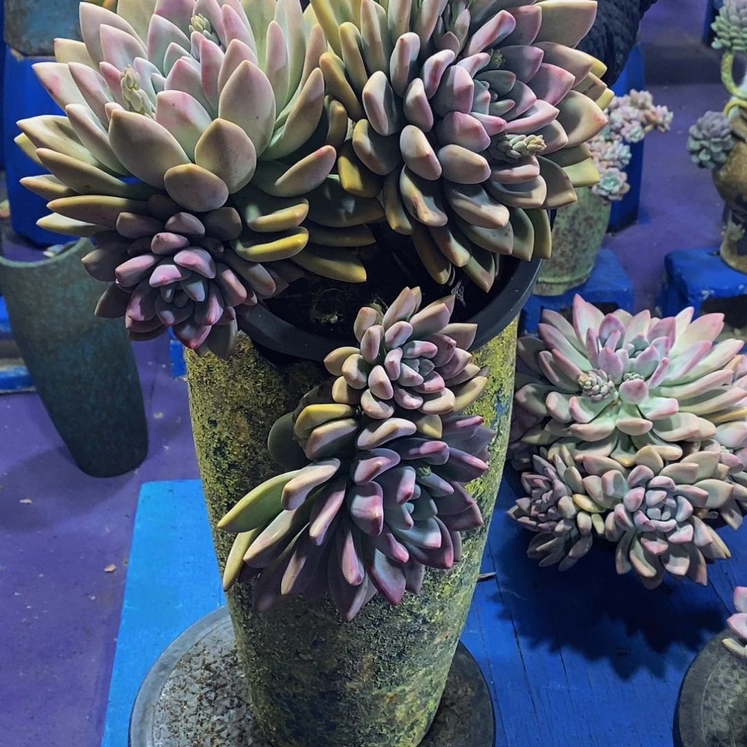 孤***！奥普琳娜多肉包邮到家