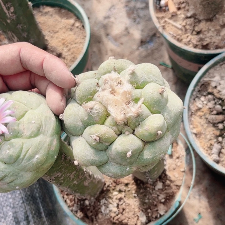 刘*伟草球黑刺苗接仙人球