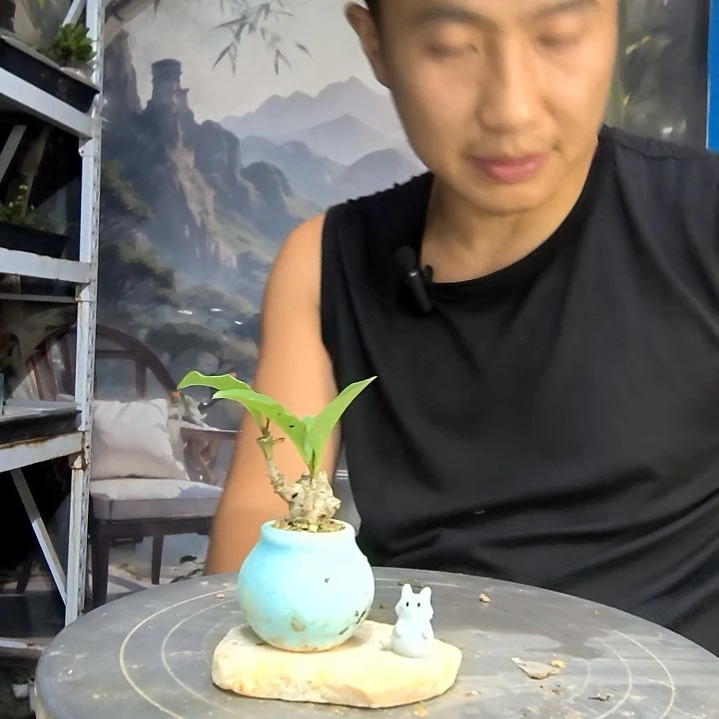 ?中青园艺一物一拍108