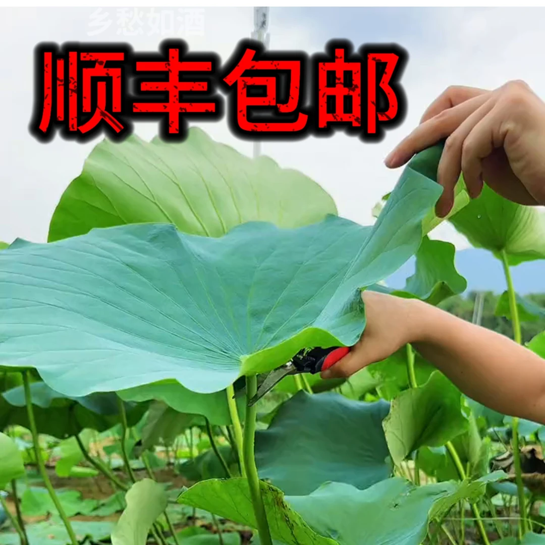 洪湖新鲜荷叶整张荷花片莲叶尖包糯米鸡食用包鸡包粽子泡茶10张