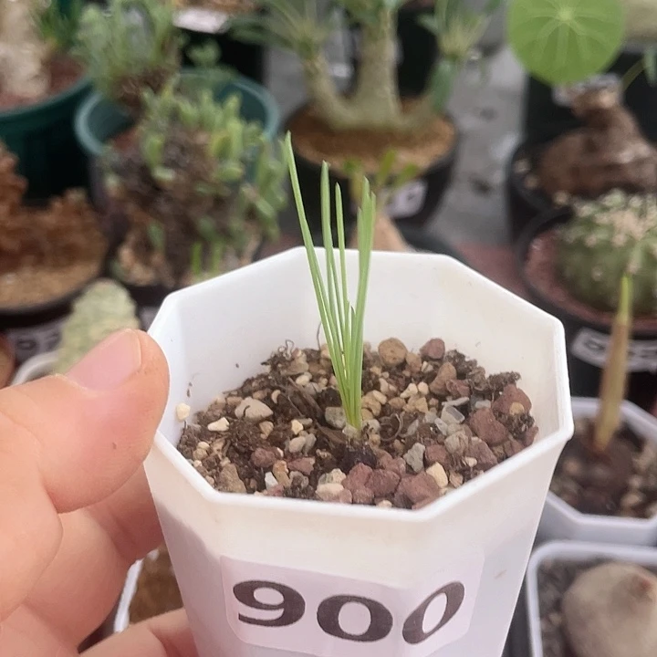 900方便面弹簧草，