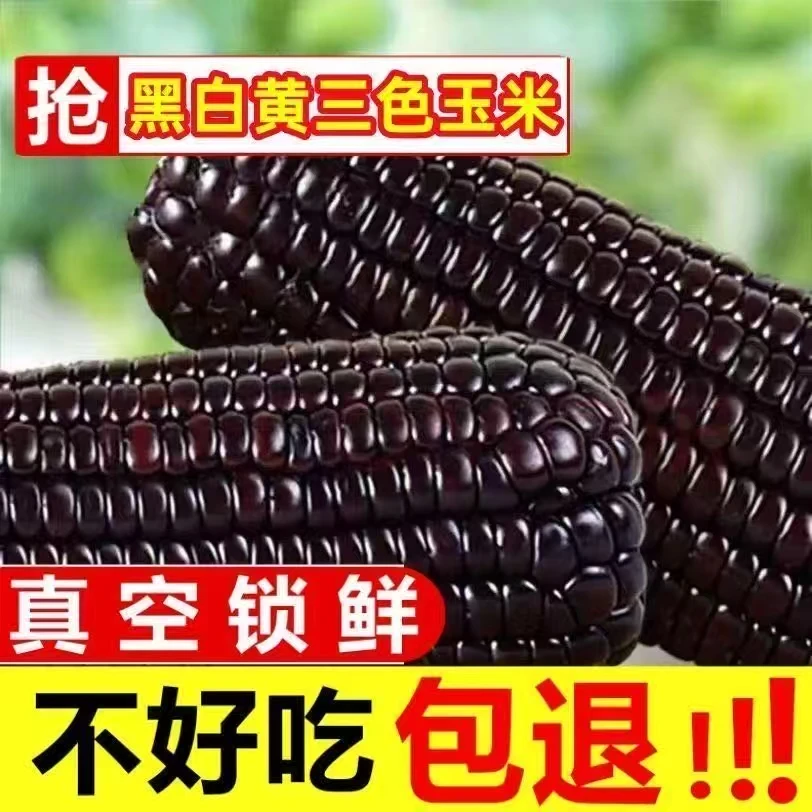 【试吃两根】10根东北黑糯玉米2024年东北黑糯真空包装香甜糯玉米