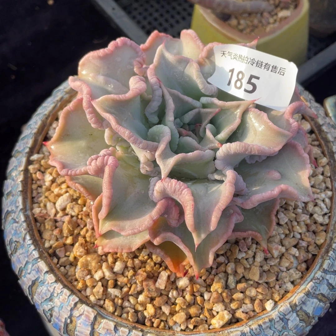 一****i185饺子皮单头多肉植物