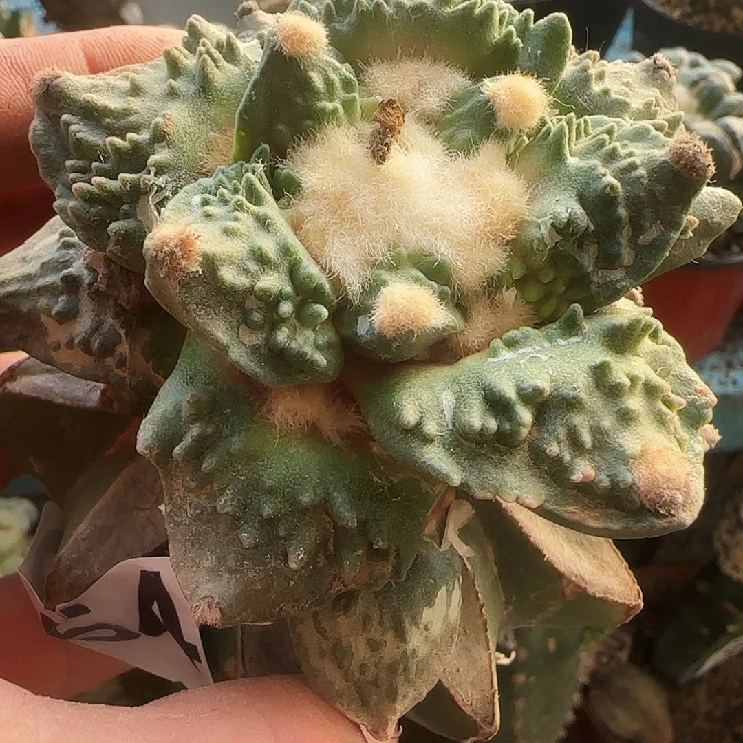 怒涛054仙人球开花