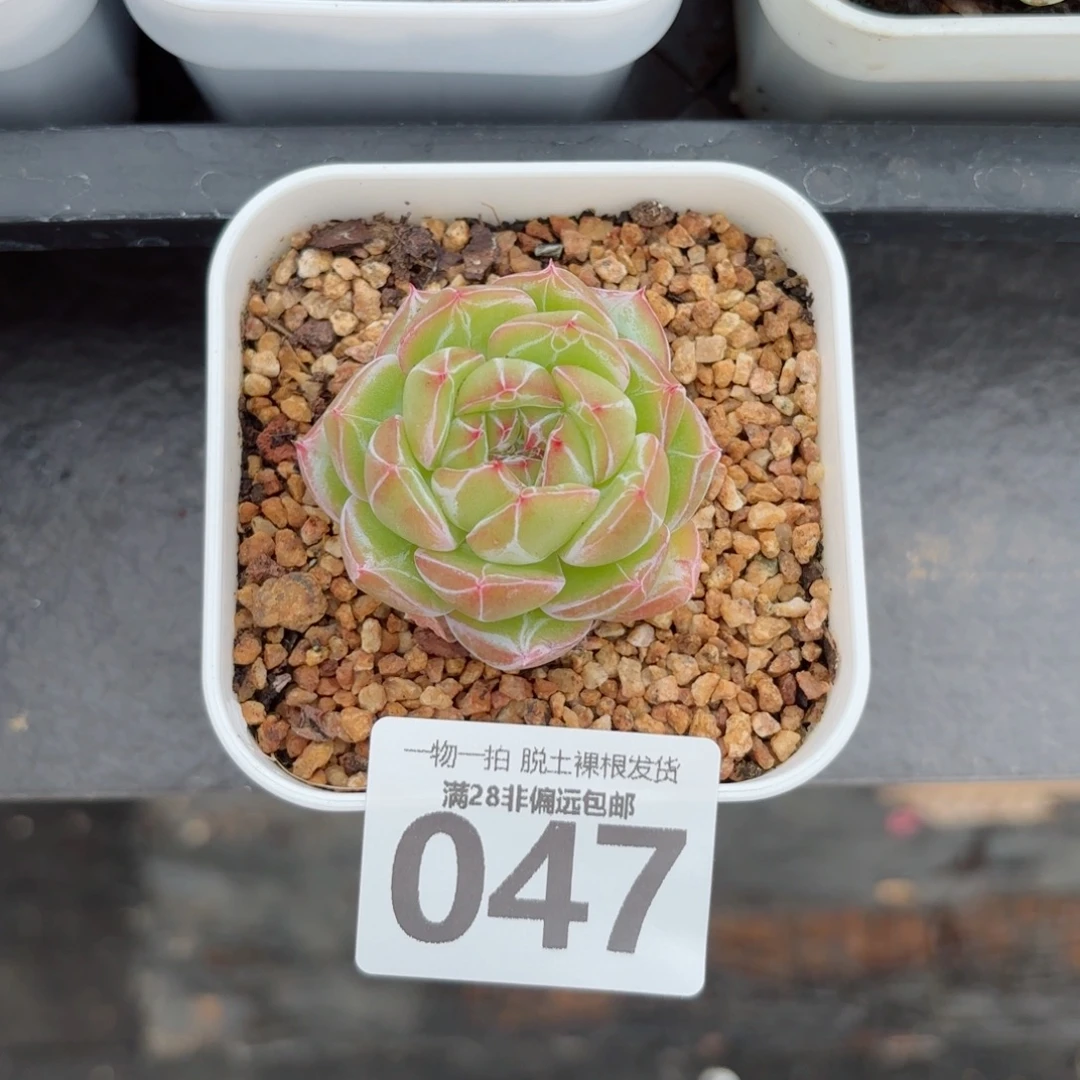 雪花珍妮带桩无盆土发货