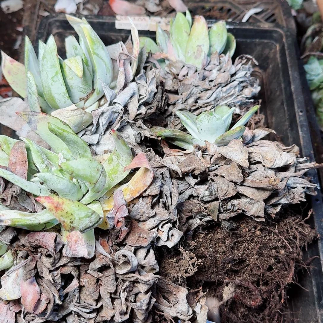 1591瑕疵框拍多肉