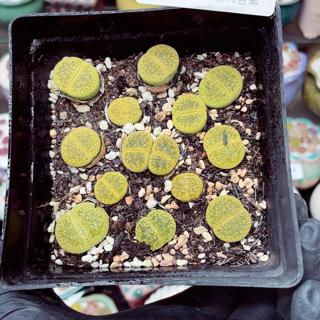 生石花满18包邮0628-216