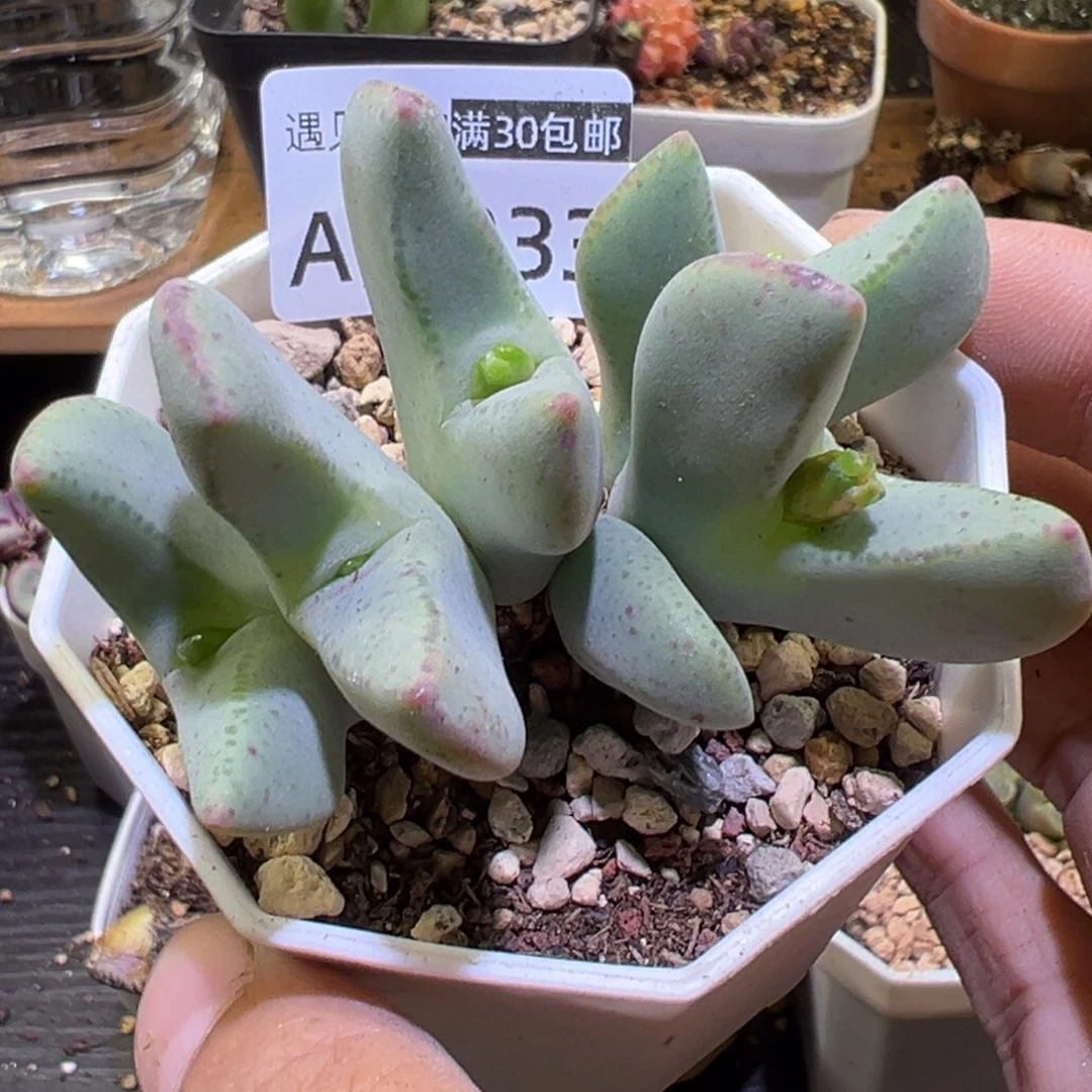 多肉植物111111111111