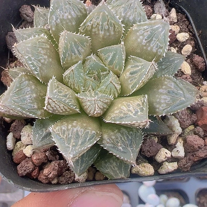 楼兰精品多肉植物