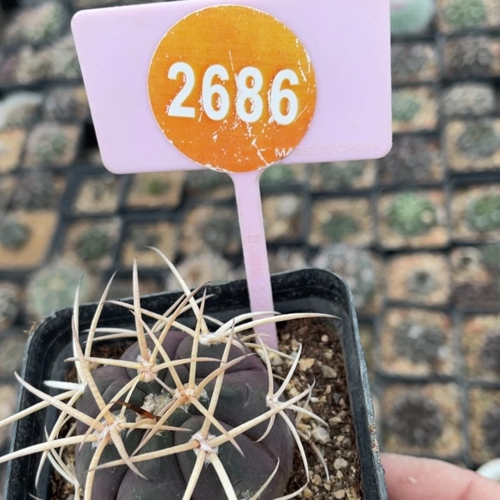 鱼***鱼实生狂刺天平26860000000